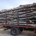 Bois de Chauffage Acacia – Camion de 50 Stères – Prêt à l’Emploi