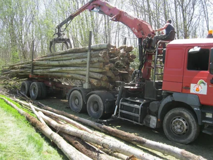 Châtaignier en Grume – Camion de 50 Stères – Chauffage Abondant et Local