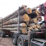 Hêtre en Grume – Camion de 50 Stères – Bois de Chauffage Idéal